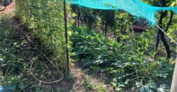 Rif. 26 – Locale con terreno Santa Margherita Ligure Rif. 26 – Locale con terreno Santa Margherita Ligure