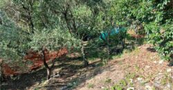 Rif. 26 – Locale con terreno Santa Margherita Ligure Rif. 26 – Locale con terreno Santa Margherita Ligure